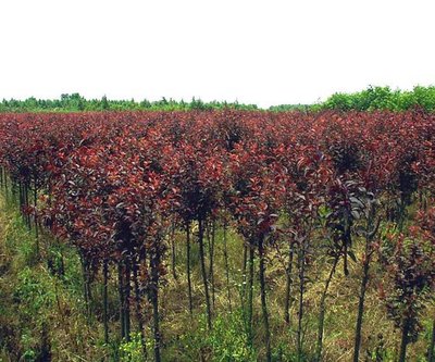 「圖」紅葉李 綠化苗木 灌木 紅紫色的葉子 2年苗 風景樹 批發(fā)苗木7