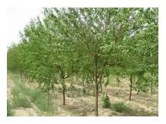 【京桃苗木批發(fā)/本溪山誠苗木】京桃苗木批發(fā)/本溪山誠苗木批發(fā)價格,廠家,圖片,本溪山誠苗木 -企業(yè)庫網