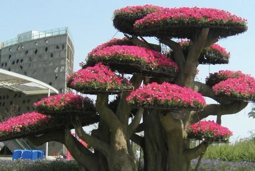 2種花卉,養(yǎng)著就 值錢 ,放客廳也可以, 鎮(zhèn)宅 還好養(yǎng),值 養(yǎng)護