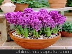 進口風信子價格 進口風信子批發(fā) 進口風信子廠家