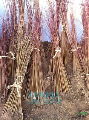 沭陽縣錦源園林綠化苗木場(chǎng)