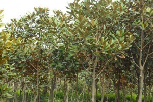 宜昌長(zhǎng)利園藝廣玉蘭苗木產(chǎn)品圖片