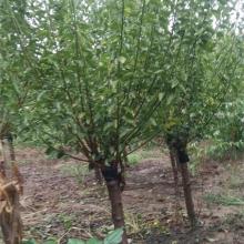 2018綠化苗木價(jià)格 報(bào)價(jià) 綠化苗木批發(fā) 園林網(wǎng)