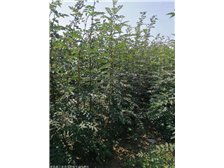 產(chǎn)品展示 絳縣森之泉苗木種植專(zhuān)業(yè)合作社