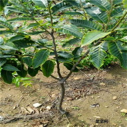 燕紅板栗苗基地 燕紅板栗苗報(bào)價(jià)及價(jià)位