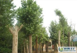 低價0法桐、欒樹、合歡、國槐、柳樹等常規苗木_農副產品_世界工廠網中國產品信息庫