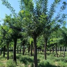 2019綠化苗木價格 報價 綠化苗木批發(fā) 第29頁 園林網(wǎng)