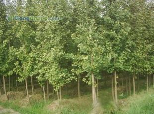 供應咨詢銀杏樹價格|咨詢銀杏樹行情|邳州市翔齊銀杏苗木基地_紡織、皮革_世界工廠網中國產品信息庫