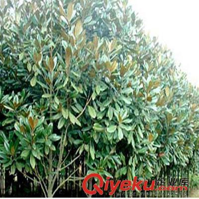 供應花卉綠化工程苗 廣玉蘭小苗批發 2-3-5-8-10公分-沭陽縣萬花軒苗圃提供供應花卉綠化工程苗 廣玉蘭小苗批發 2-3-5-8-10公分的相關介紹、產品、服務、圖片、價格沭陽縣萬花軒苗圃、綠化苗木;果樹;盆景;種子;承接綠化工程