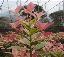 【南京新產品五彩桂花苗、鴻林苗木(圖)、五彩桂花圖片】價格,廠家,圖片,工程承包,常州鴻林苗木專業合作社chun銷售部-中國行業信息網