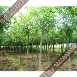 出售胸徑10厘米的速生白蠟_農副產品_世界工廠網