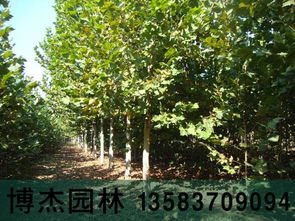 10公分全冠帶土球法桐河北承德價格