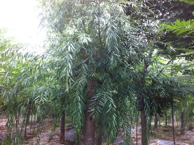 山東萬畝苗木大量出售西湖垂柳-山東萬畝苗木培育基地提供山東萬畝苗木大量出售西湖垂柳的相關介紹、產品、服務、圖片、價格13-14公分紅葉碧桃樹苗、5公分龍柱碧桃價格、3公分菊花碧桃小苗、8公分法桐基地、速生白蠟樹苗、山東國槐樹基地、