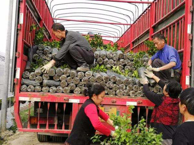 苗木反季節(jié)移栽運輸是關(guān)鍵,這3大細(xì)節(jié)要好好看看!