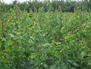 夏季美國紅楓樹苗