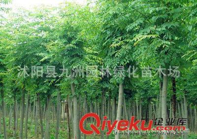 批發華山松,羅漢松,雪松,規格全,貨源足。-沭陽縣九洲園林綠化苗木場提供批發華山松,羅漢松,雪松,規格全,貨源足。的相關介紹、產品、服務、圖片、價格沭陽縣九洲園林綠化苗木場、花卉苗木;苗木種子;景觀木屋