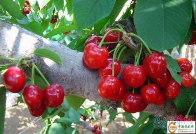 供應(yīng)大櫻桃樹苗產(chǎn)品 批發(fā)營口大櫻桃苗木 大量銷售熊岳櫻桃樹產(chǎn)品|遼寧生產(chǎn)美早紅燈櫻桃苗(圖)_供應(yīng)大櫻桃樹苗產(chǎn)品 批發(fā)營口大櫻桃苗木 大量銷售熊岳櫻桃樹產(chǎn)品|遼寧生產(chǎn)美早紅燈櫻桃苗(圖)價格_供應(yīng)大櫻桃樹苗產(chǎn)品 批發(fā)營口大櫻桃苗木 大量銷售熊岳櫻桃樹產(chǎn)品|遼寧生產(chǎn)美早紅燈櫻桃苗(圖)廠家-勤加緣網(wǎng)【遼寧熊岳樹苗繁育基地15841757950】