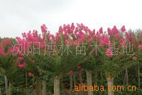 【綠化設(shè)計圖中的喬木與灌木之分】價格、產(chǎn)品供應(yīng),綠化設(shè)計圖中的喬木與灌木之分廠家批發(fā)-1024商務(wù)網(wǎng)