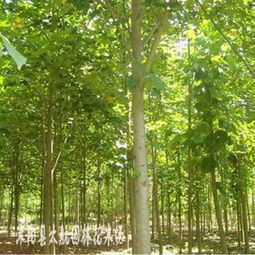 供應黑松 馬褂木 欒樹 烏桕 紫荊等綠化苗木 花木指導價 供應黑松 馬褂木 欒樹 烏桕 紫荊等綠化苗木