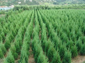 售小葉黃楊球價格.江蘇小葉黃楊球苗木批售信息.黃楊銷價格及規(guī)格型號