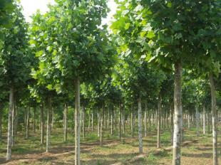 米徑6-15公分法桐苗木河南洛陽批發(fā)價格 _農副產品_世界工廠網