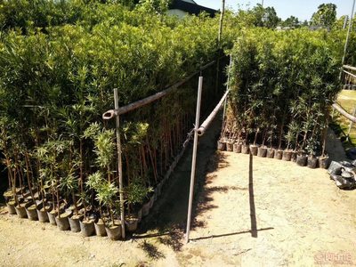 【羅漢松培養(yǎng)基地、羅漢松小苗直銷、質(zhì)優(yōu)價廉】綠化苗木,價格,廠家,供應(yīng)商,花木,龍海市東泗興輝園藝場 - 產(chǎn)品庫