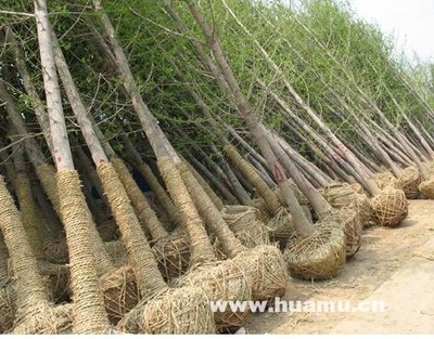 銀杏-江蘇省沭陽縣景苑園林綠化園藝場(chǎng)苗木產(chǎn)品