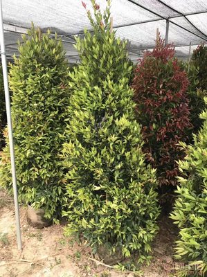 【江西綠化苗木袋苗紅車、農(nóng)戶種植】綠化苗木,價(jià)格,廠家,供應(yīng)商,花木,龍海市東泗興輝園藝場(chǎng) - 產(chǎn)品庫