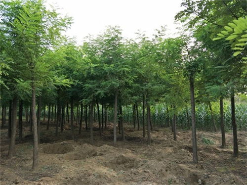 鄧州4公分刺槐多少錢(qián)一棵 精品苗木