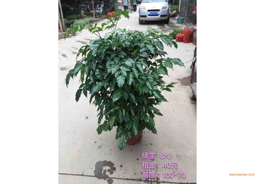 漳州苗木價(jià)格 旭璐綠化工程為您提供稱心的苗木花卉,漳州苗木價(jià)格 旭璐綠化工程為您提供稱心的苗木花卉生產(chǎn)廠家,漳州苗木價(jià)格 旭璐綠化工程為您提供稱心的苗木花卉價(jià)格