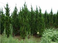 找鄢陵河南檜的苗木價(jià)格價(jià)格、圖片、詳情,上一比多_一比多產(chǎn)品庫