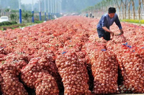 濟(jì)寧發(fā)布重大利好消息 惠及全市800萬人...