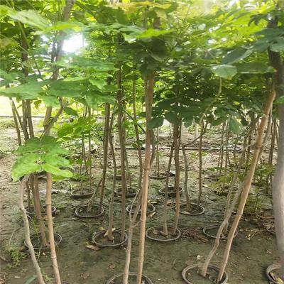 紫藤產(chǎn)業(yè)：廠家直銷、生產(chǎn)基地與園林綠化的完美結(jié)合