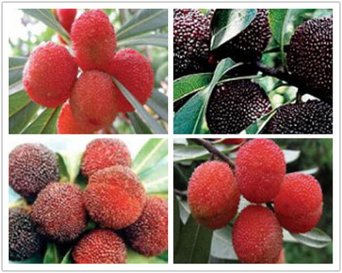 莊順果樹苗 仙越與阜陽品種的優(yōu)質(zhì)苗木特點