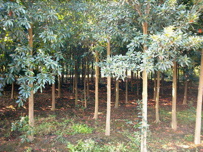 浙江省桐鄉市石門三杉苗木基地 現代林業種植的典范