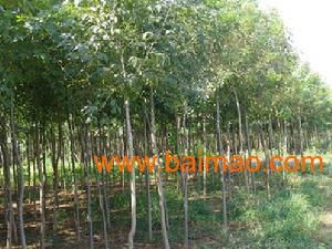 保定清苑綠源苗木基地 專業供應8公分白蠟苗木的優選廠家