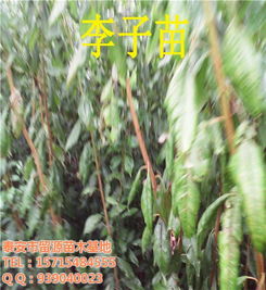 四川留源苗木基地 優(yōu)質(zhì)李子苗新品種與高清圖片鑒賞